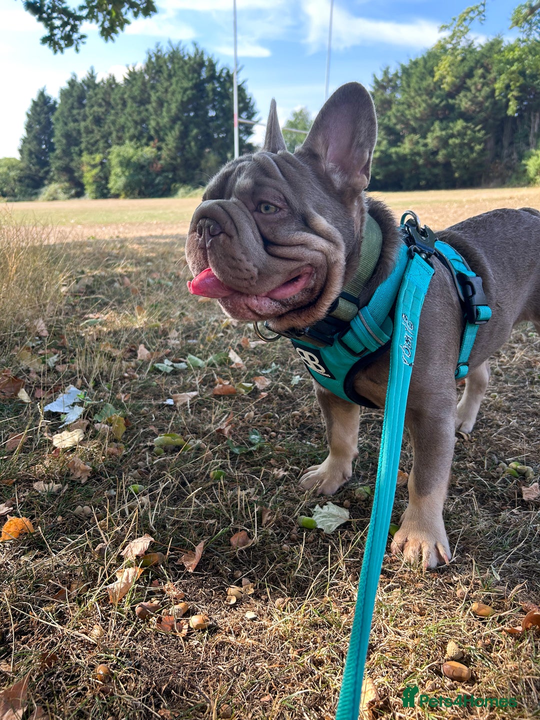 French Bulldog dogs for stud: Mr Shady Boy  - Image 4