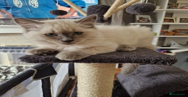 Ragdoll cats in Wallasey - Advert 6