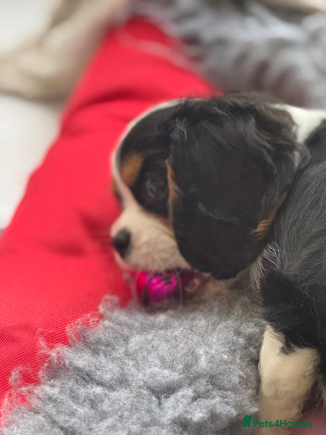 Cavalier King Charles Spaniel dogs for sale: One TRI GIRL just become available !  - Image 7