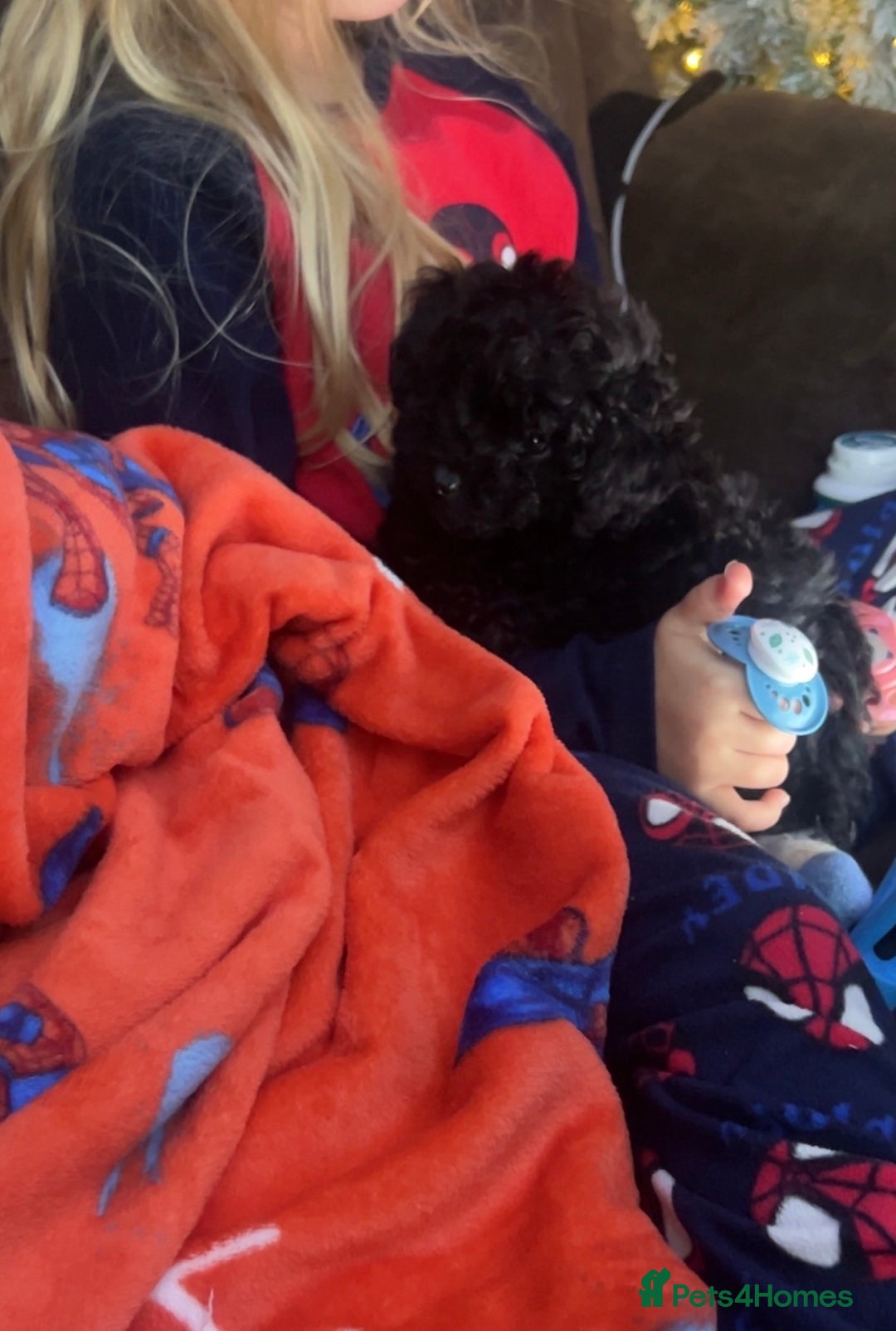 Toy Poodle dogs for sale: Female toy poodle - Advert 1