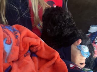 Toy Poodle dogs Female toy poodle - Advert 18