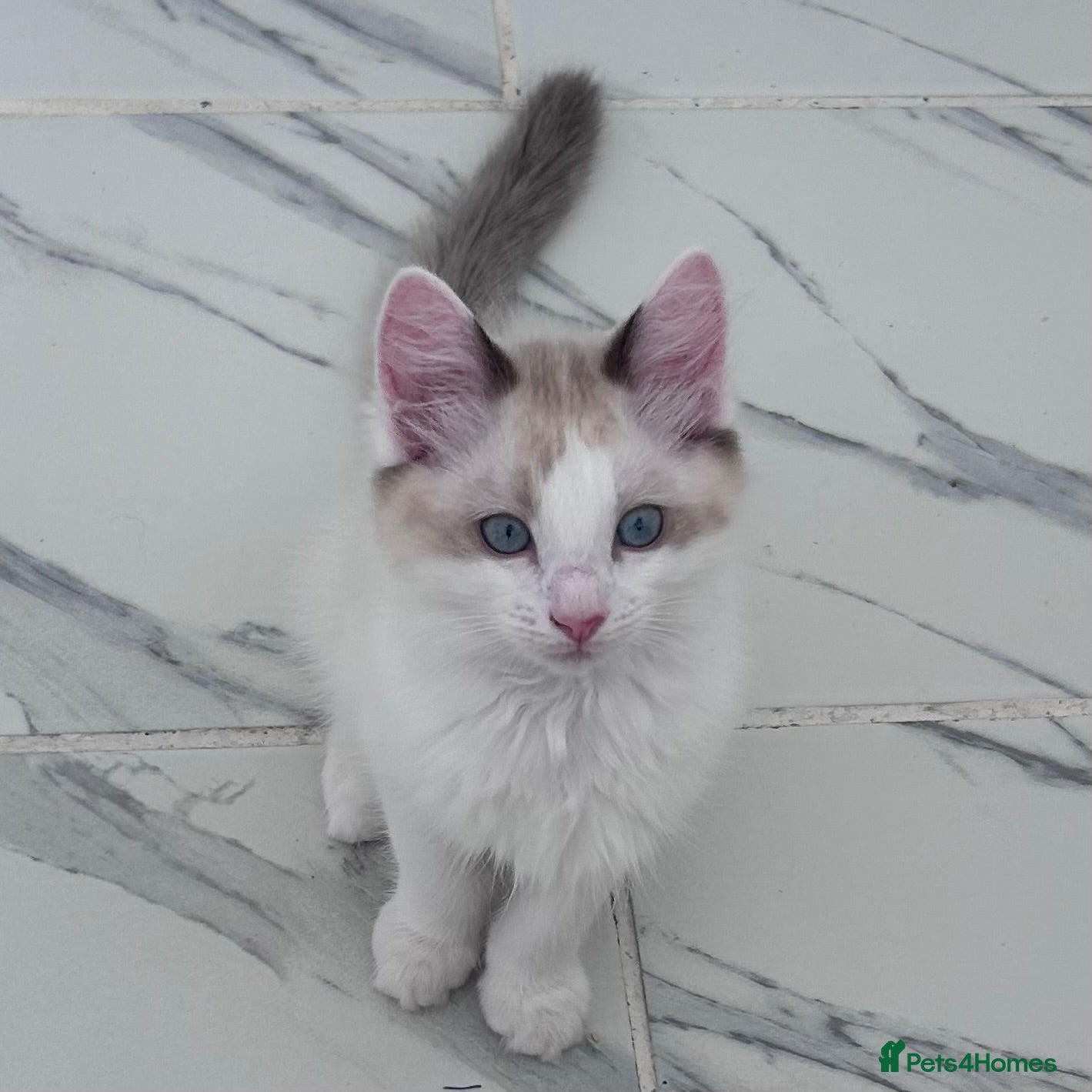 Ragdoll cats Stunning Ragdoll kittens💙&🩷 - Advert 11