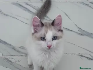 Ragdoll cats Stunning Ragdoll kittens💙&🩷 - Advert 11