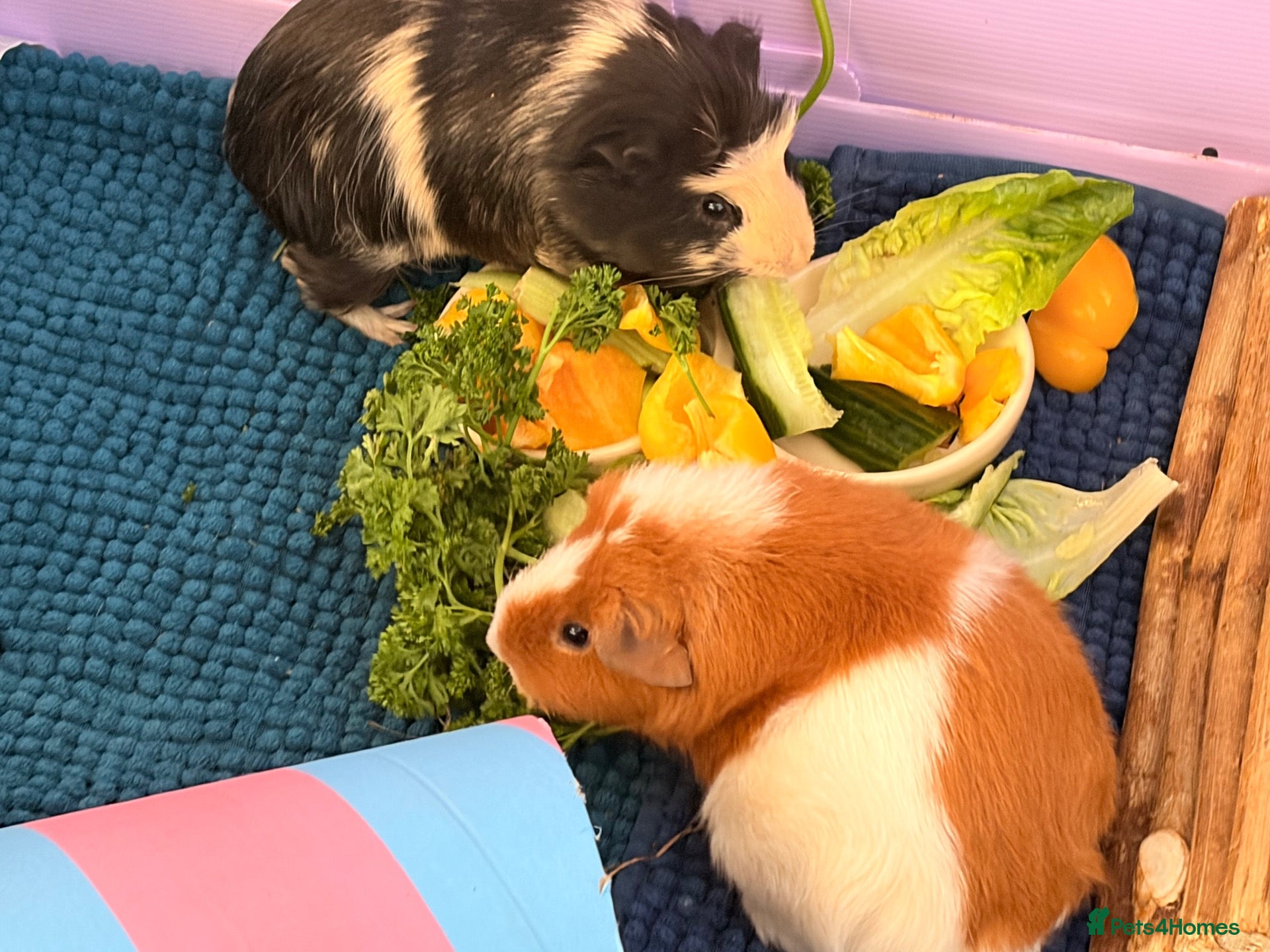 Guinea Pig rodents Bonded female guinea pigs for sale with cage - Advert 1
