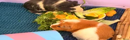Guinea Pig rodents for sale: Bonded female guinea pigs for sale with cage - Advert 1