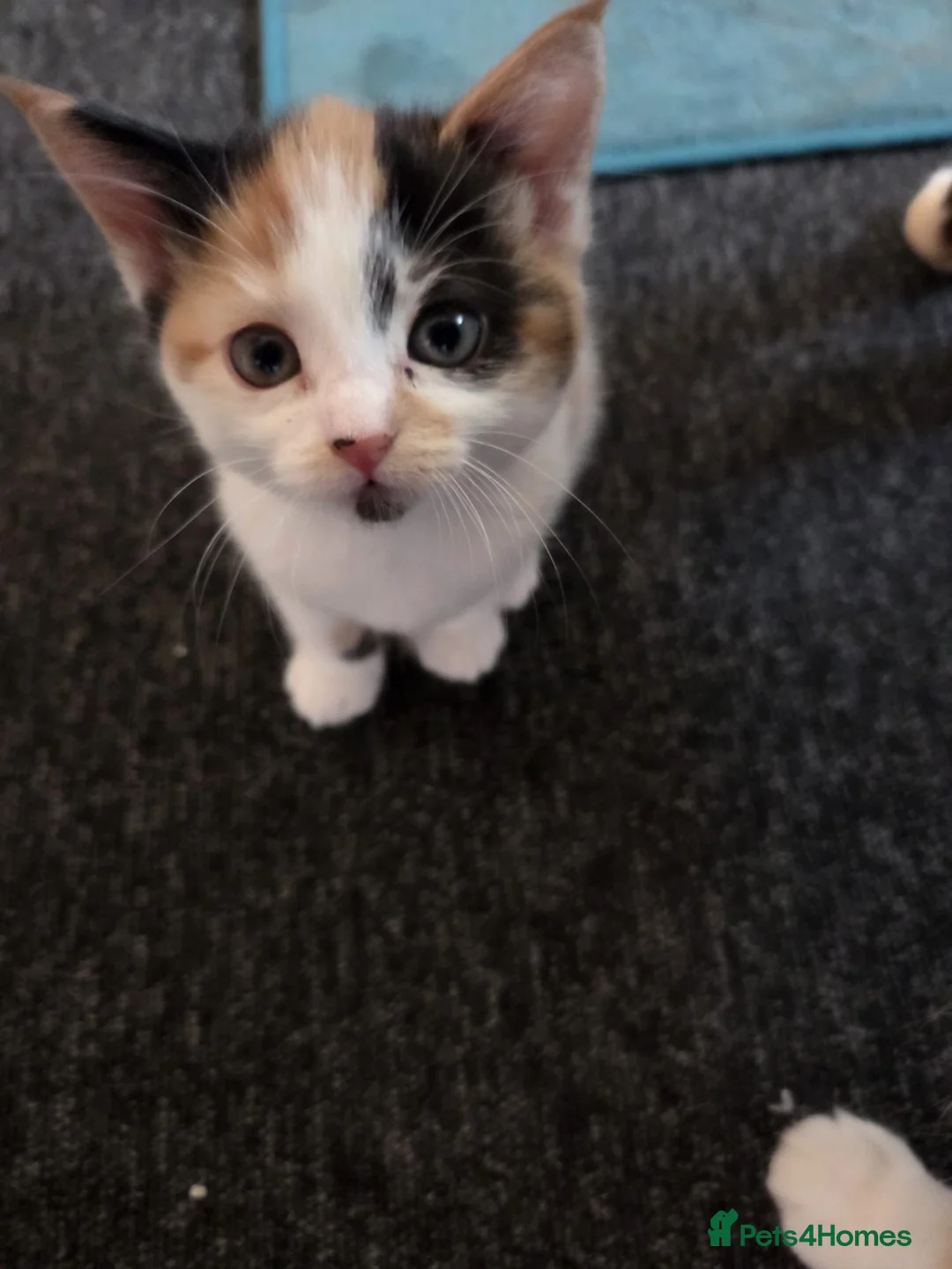 Mixed Breed cats for sale: Beautiful litter of 4 mixed sex in Ashbourne - Advert 9