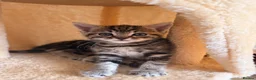 Mixed Breed cats for sale: Gorgeous Tabby Kittens - Advert 6