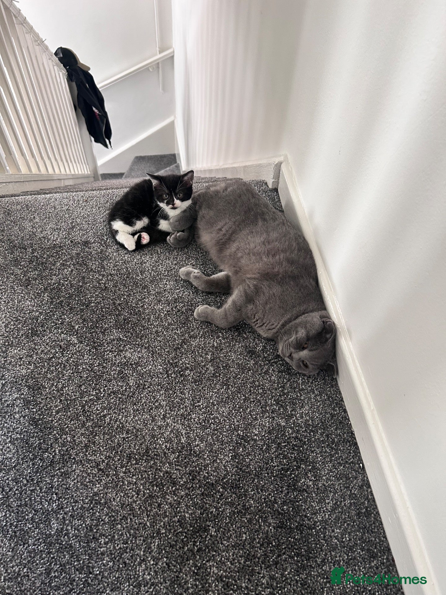 British Shorthair cats 4 amazing ladies  - Advert 1