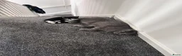 British Shorthair cats for sale: 4 amazing ladies  in Bolton - Advert 2