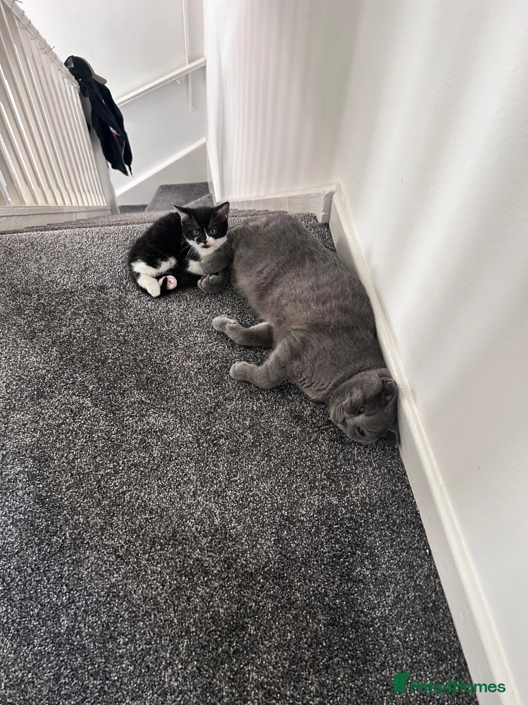 British Shorthair cats for sale: 4 amazing ladies  in Bolton - Advert 2