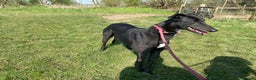 Greyhound dogs for adoption: Greyhounds ready for adoption  in Bridgnorth - Advert 4
