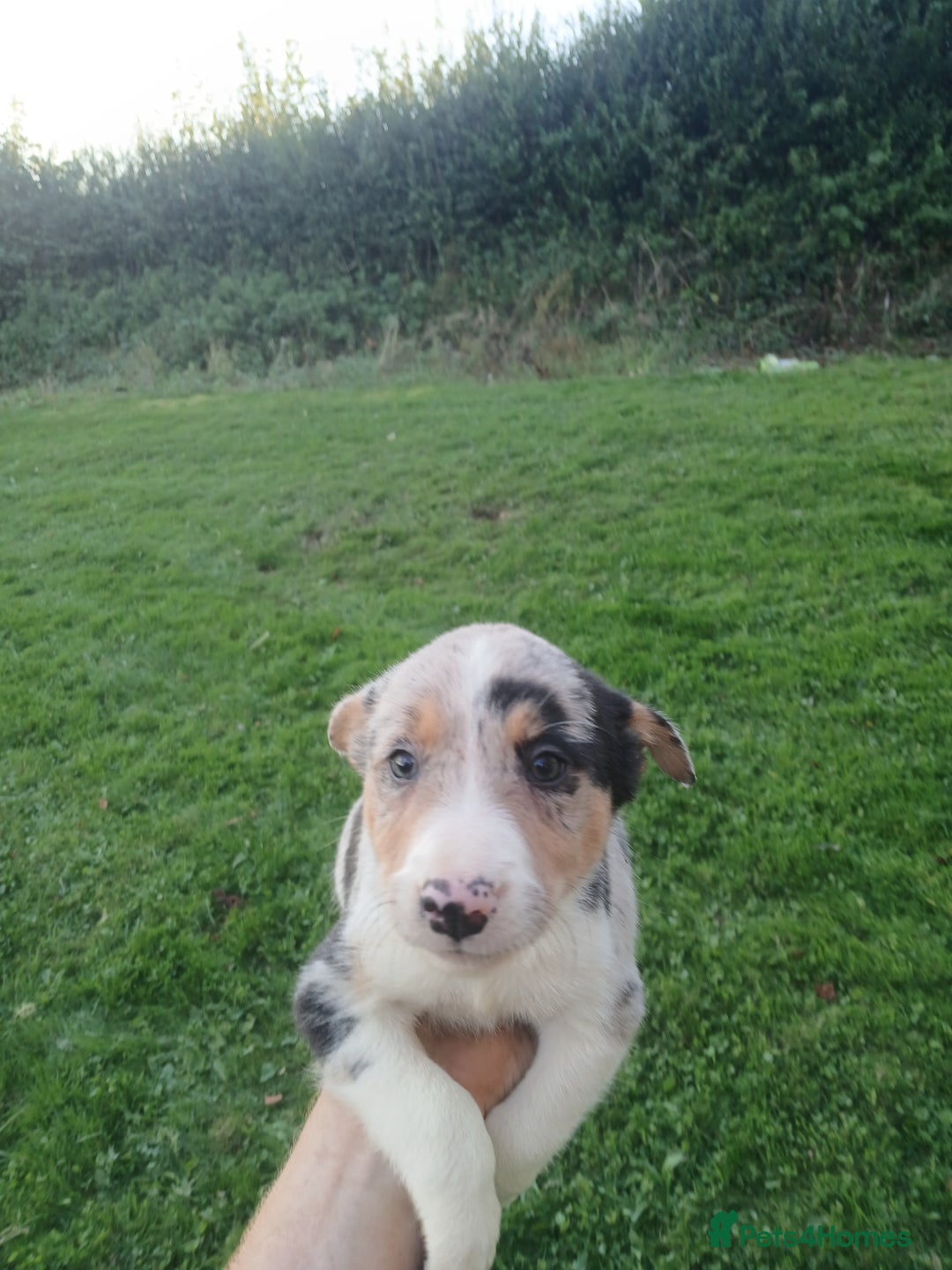 Border Collie dogs for sale: Beautiful merle and tri coloured collies  - Image 9