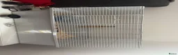 Hamster rodents for sale: Male Hamster for sale in Feltham - Advert 2