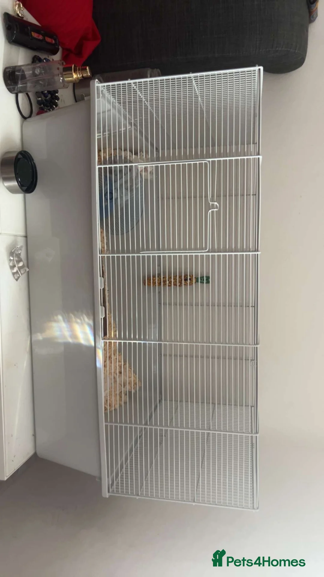 Hamster rodents for sale: Male Hamster for sale in Feltham - Advert 2
