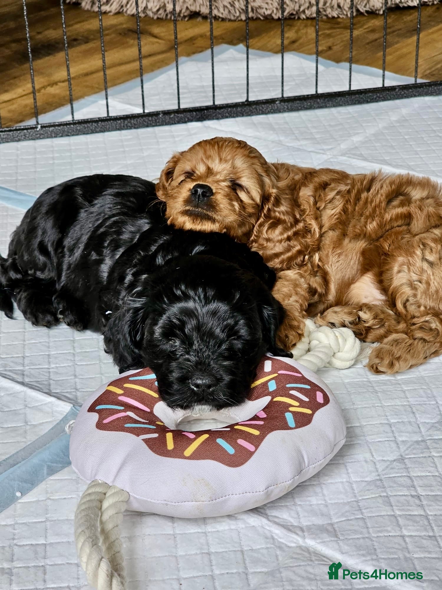 Cavapoo dogs Beautiful F1 Cavapoo puppies ONLY ONE LEFT! - Advert 1