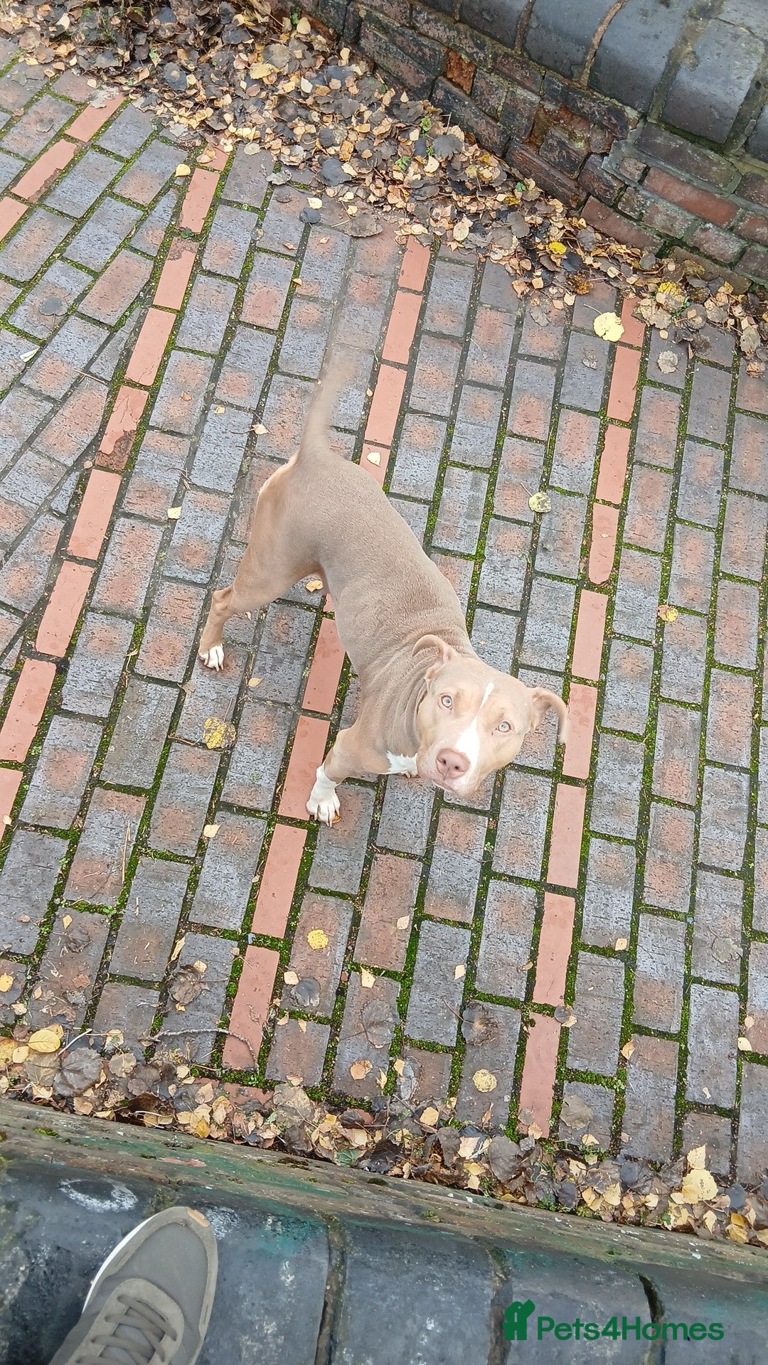 Mixed Breed dogs for sale: American bully Staffordshire bull terrier Puppies  - Advert 24