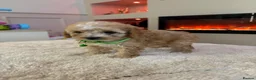 Cavapoo dogs for sale: Gorgeous Cavapoo puppies  - Advert 26