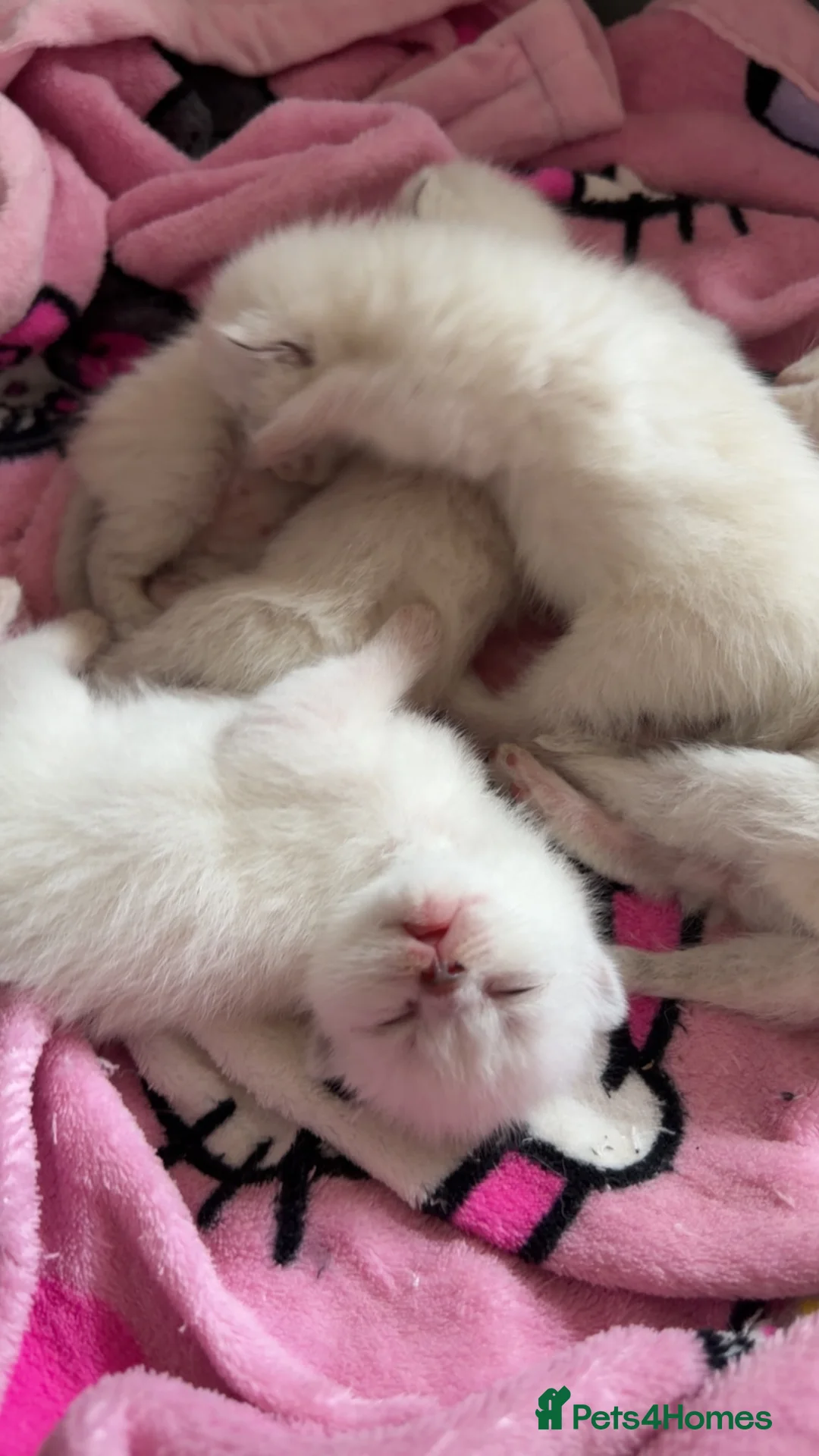 British Shorthair cats for sale: bsh kittens for sale  in Port Talbot - Advert 2