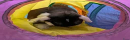 English Lop rabbits for sale: Adorable young male English lop in Towcester - Advert 3