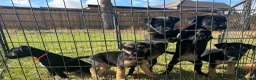 Mixed Breed dogs for sale: Border terrier x Jack Russell terrier puppies 🏡 - Advert 3