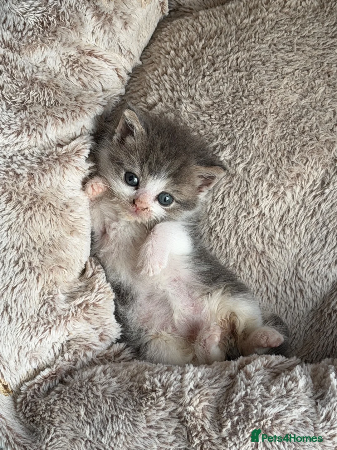 Mixed Breed cats for sale: Beautiful friendly kitten  - Advert 1