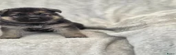 German Shepherd dogs for sale: German shepherd pups - Advert 25