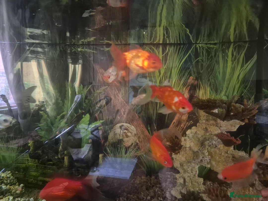 Koi Carp fish for sale: Koi carol and fency gold fish, ryukins oranda fish - Image 4