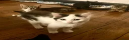 Mixed Breed cats for sale: 10 Loving and Playful Kittens  - Advert 10