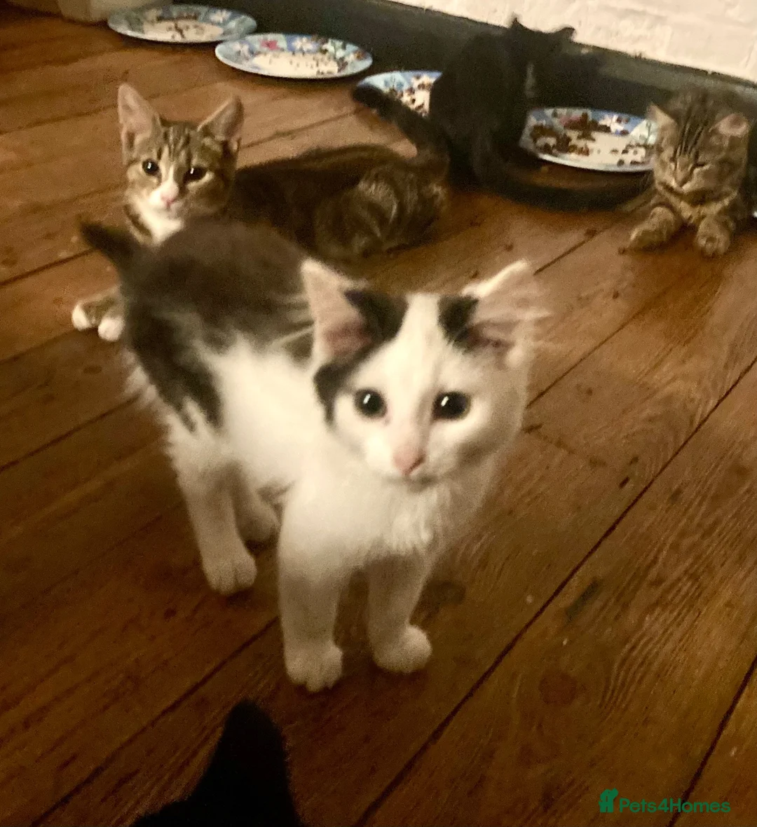 Mixed Breed cats for sale: 3 Litters of Loving and Playful Kittens  - Advert 35