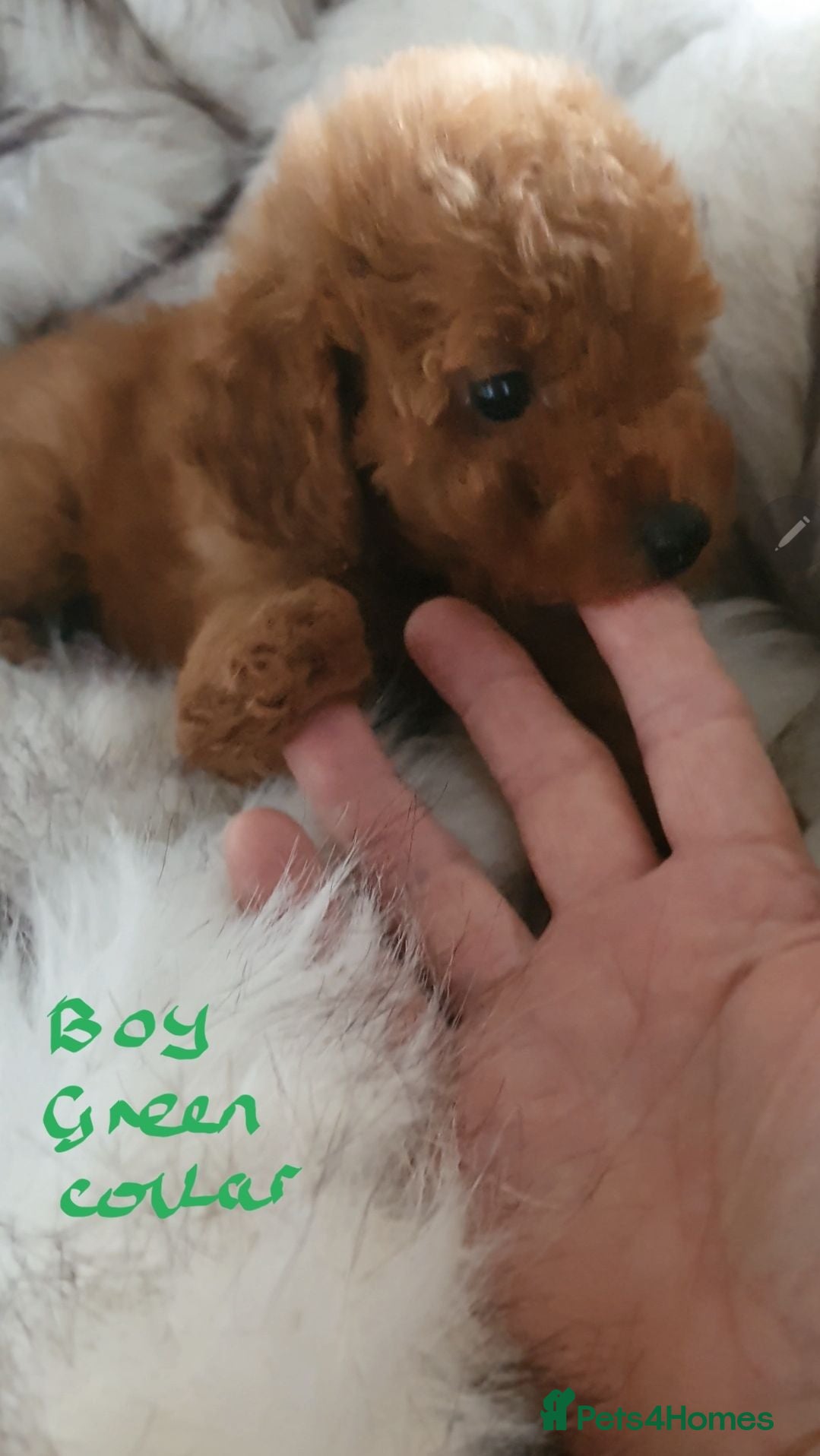 Toy Poodle dogs Exceptional KC Toy Poodles red & black colours - Advert 1