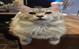 Maine Coon cats for sale: Female main coon - Image 1