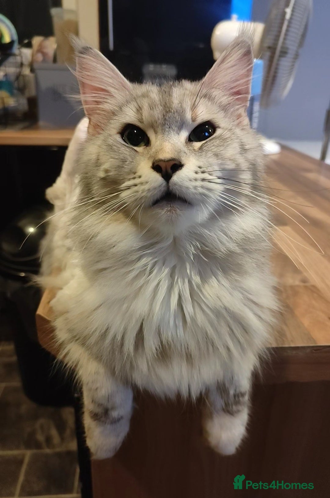 Maine Coon cats for sale: Female main coon - Image 1