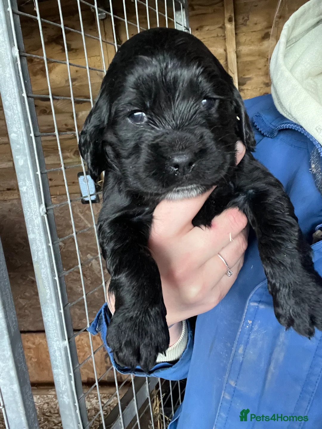 Sprocker dogs for sale: Lovely sprocker puppies  - Advert 5