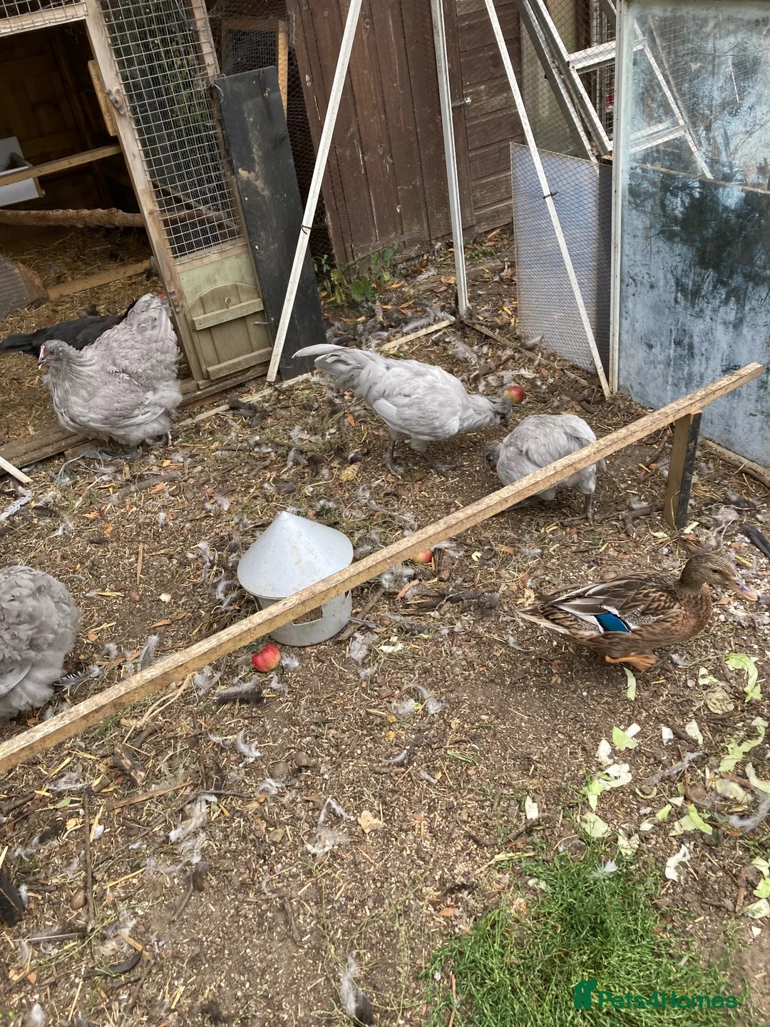 Hens poultry for sale: Lavender araucana in Eye - Advert 2