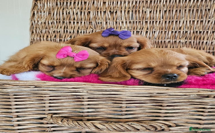 Cavapoo dogs - Advert 4