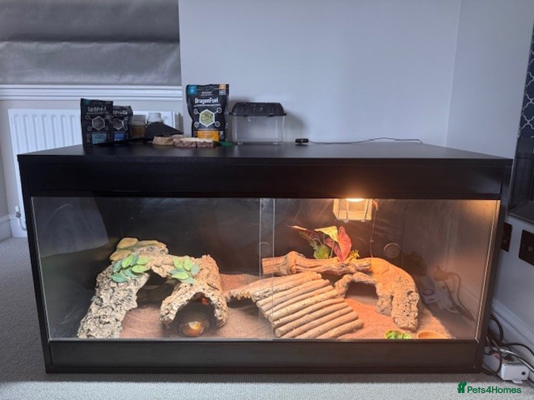 Bearded Dragon reptiles for sale: Bearded Dragon + Large Vivarium & Full Setup - Image 2