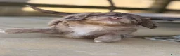 Sproodle dogs for sale: Outstanding Rare F1 Sproodle Puppies for sale  - Advert 4