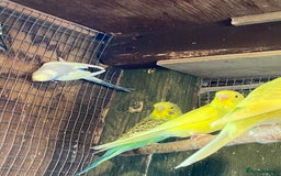 Budgerigars birds for sale: Baby budgies - Image 6