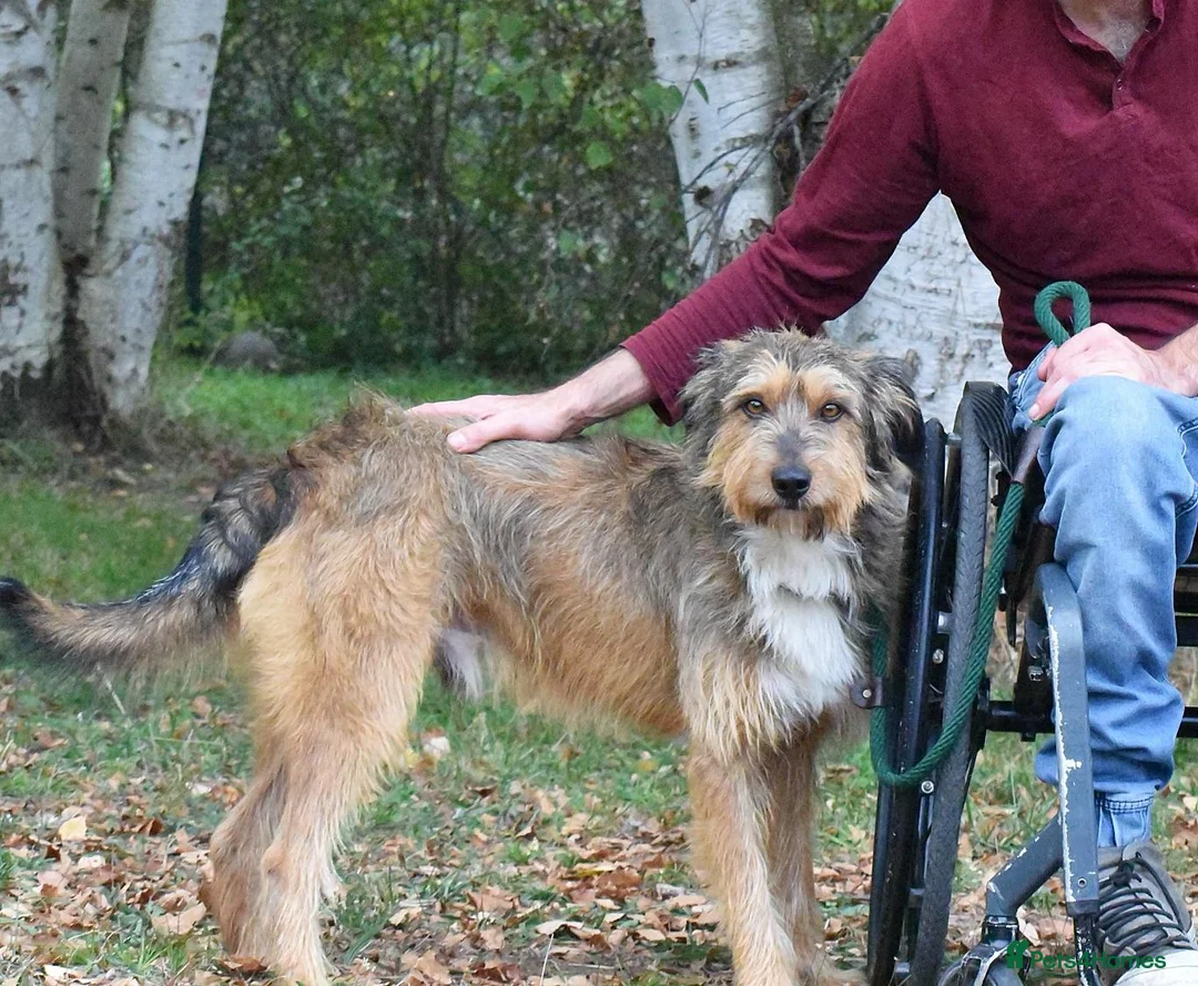 Mixed Breed dogs for adoption: Mursi  - Advert 2