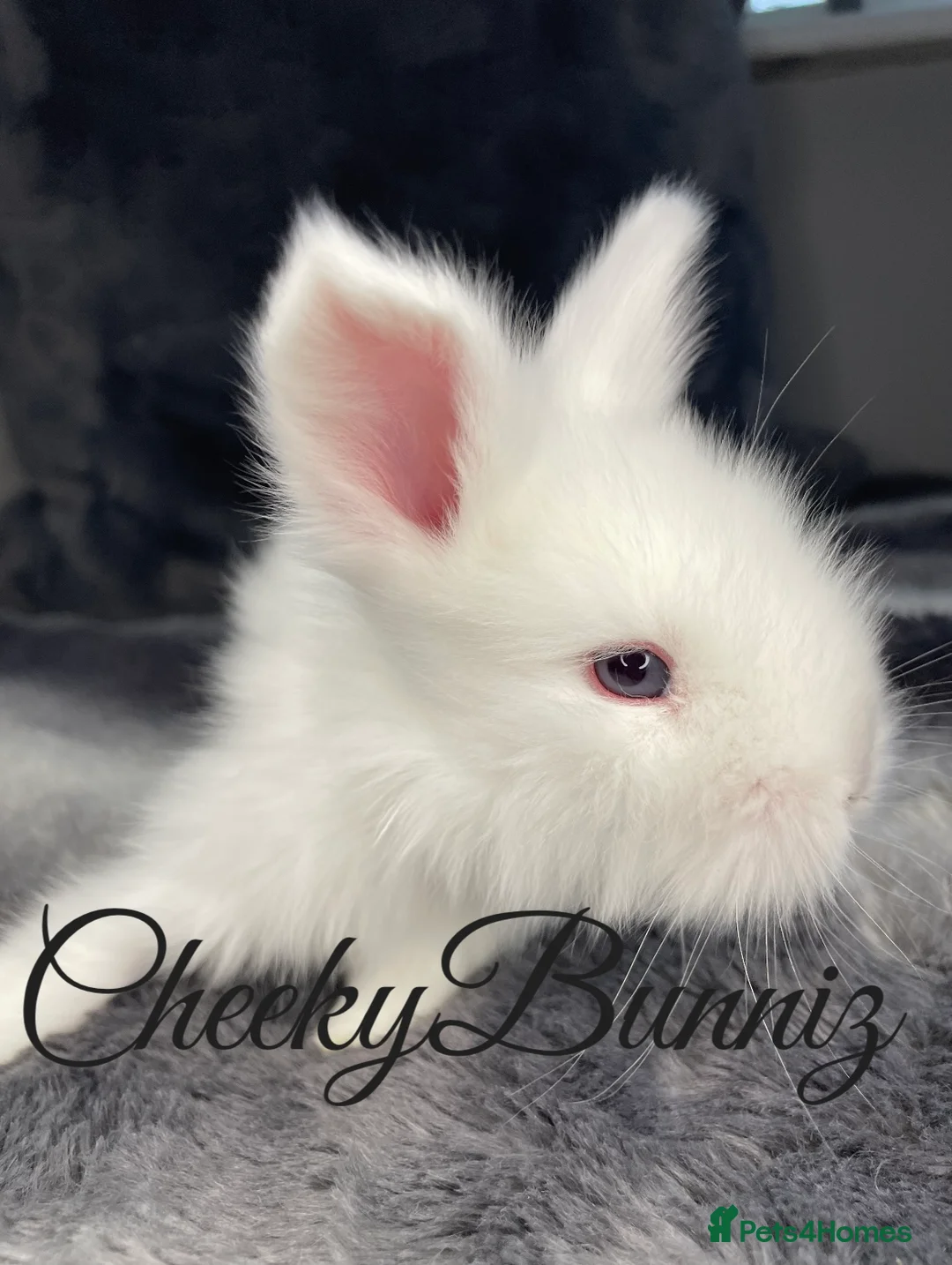 Angora rabbits for sale: English Angora 2026 Waiting List Now Open - Advert 4