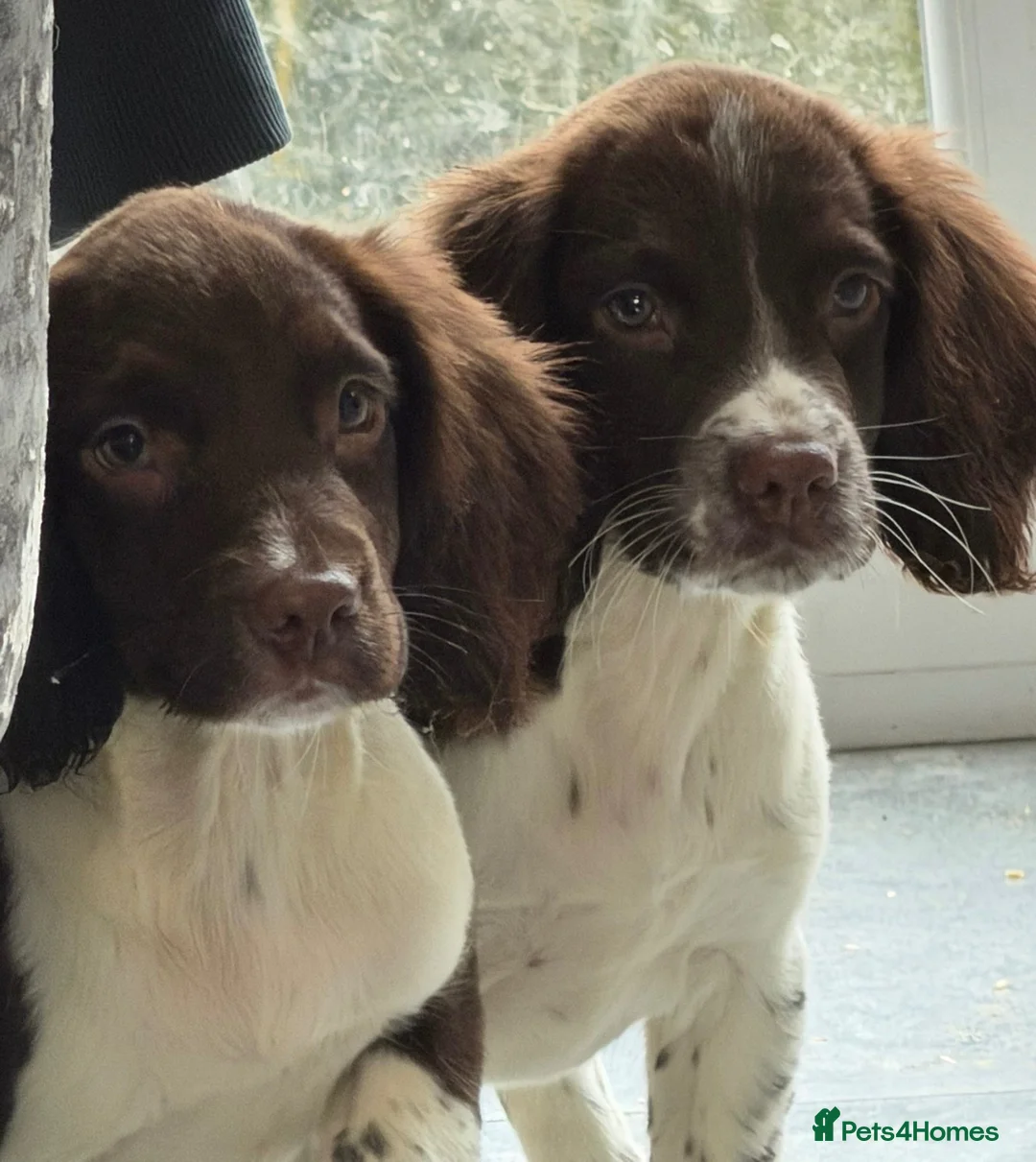 English Springer Spaniel dogs for sale: Stunning springer spaniel pups - Advert 2