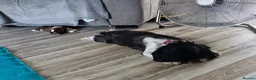 Shih Tzu dogs for sale: Two Beautiful Girls  - Advert 2