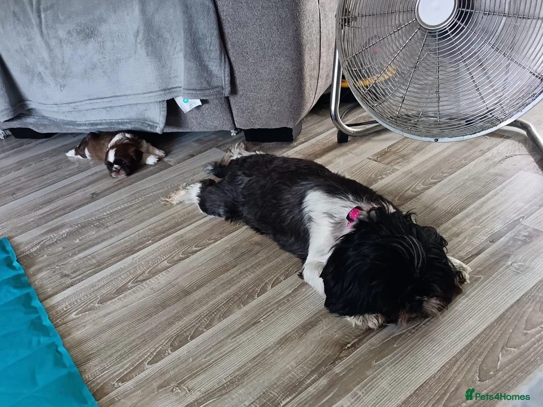 Shih Tzu dogs for sale: Two Beautiful Girls  - Advert 2