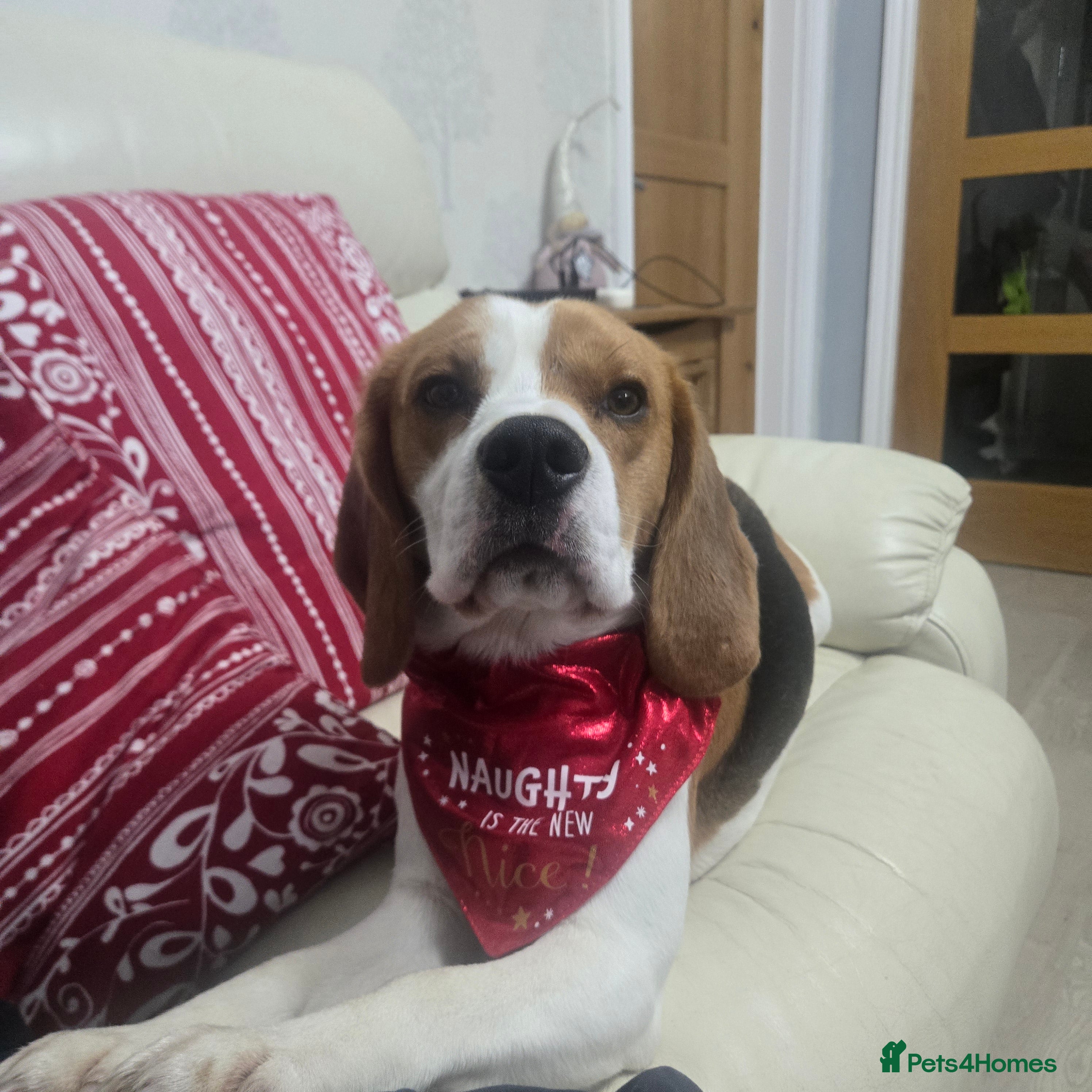 Beagle dogs Beagle for stud only - Advert 1