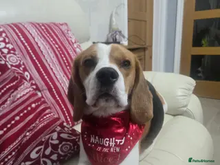 Beagle dogs Beagle for stud only - Advert 2