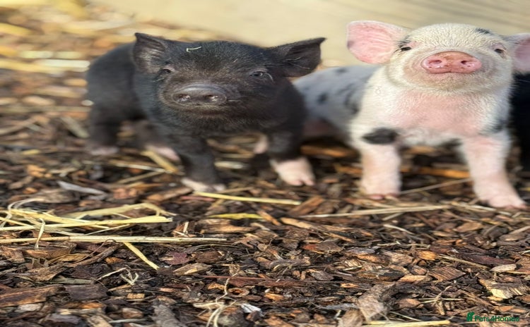 Pig livestock - Advert 1