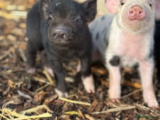 Pig livestock - Advert 2