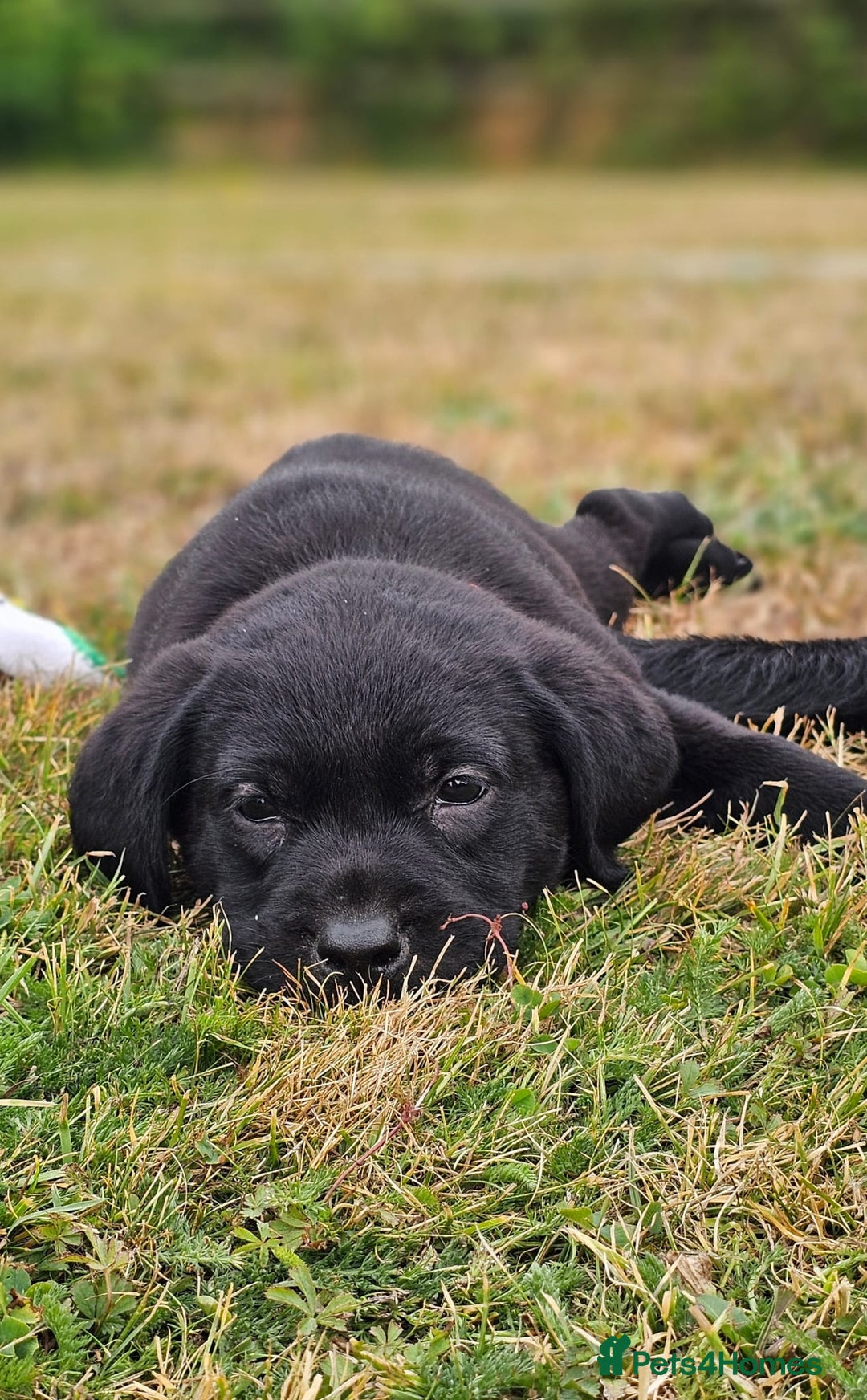 Labrador Retriever dogs for sale: Black Pure bred kg reg Labrador for sale.  - Image 29