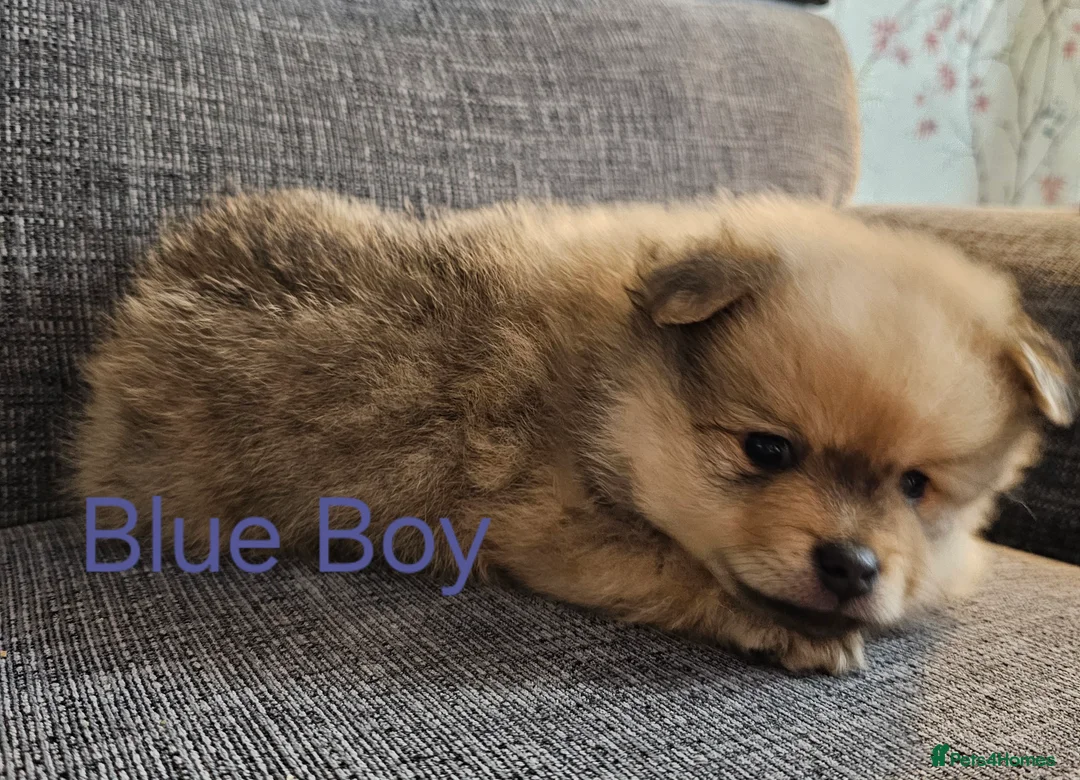 Pomeranian dogs for sale: 4 baby pomeranians for sale - Advert 28