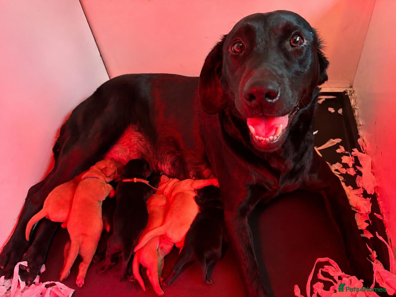 Labrador Retriever dogs Puppy for sale - Advert 1